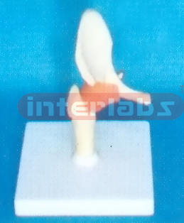 MIDDLE HIP JOINTFUNCTIONAL MODEL